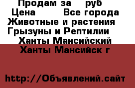 Продам за 50 руб. › Цена ­ 50 - Все города Животные и растения » Грызуны и Рептилии   . Ханты-Мансийский,Ханты-Мансийск г.